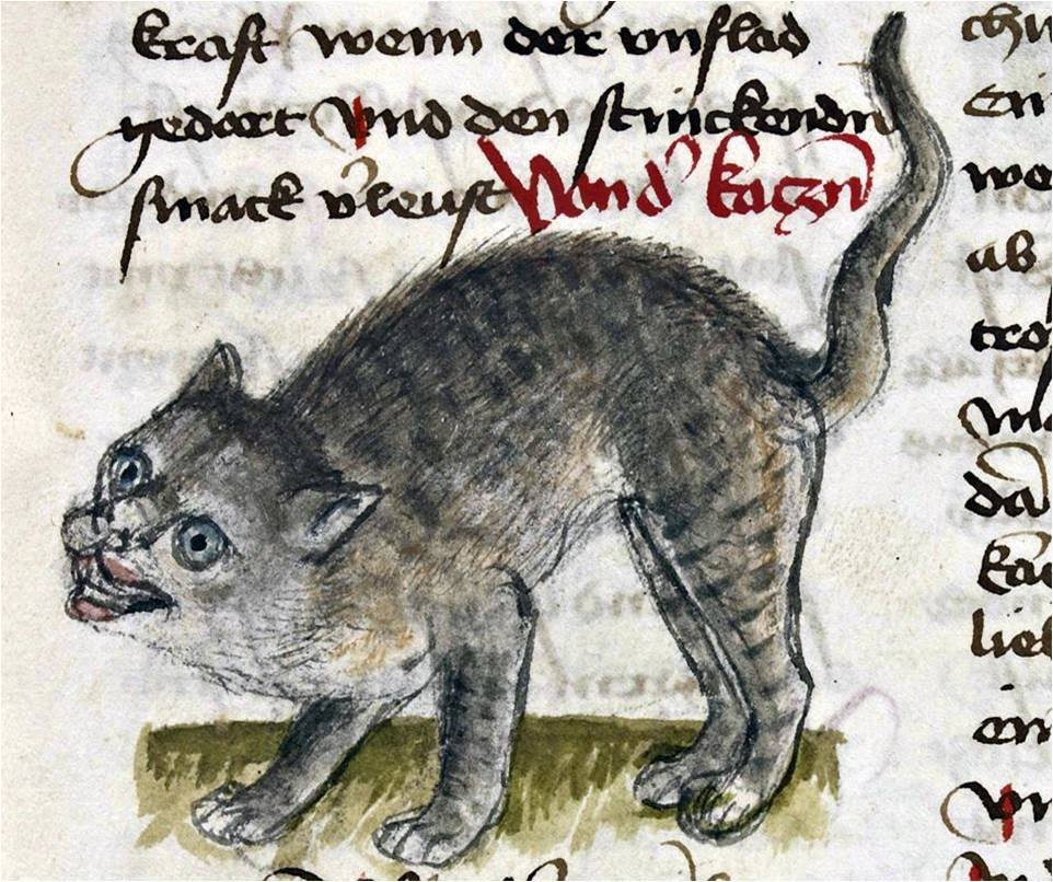 кошки в средневековой книжной миниатюре